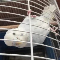 مرغ عشق اسپانگل مولد به شرط|پرنده|سقز, |دیوار