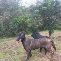 مالی نویز|سگ|املش, |دیوار