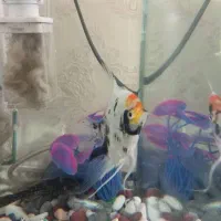 انجل کوی|ماهی|قم, شهرک فاطمیه|دیوار