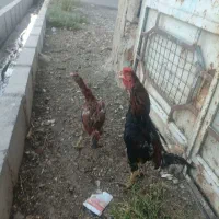 مرغ و خروس لاری