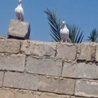 کبوتر موجود است|پرنده|رامشیر, |دیوار