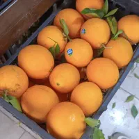 پرتقال تامسون