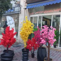 شکوفه و گل شاخه ای