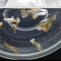 گوپی زیبای سنگاپوری|ماهی|کرمان, |دیوار