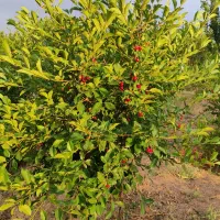 باغ میوه در حبیب اباد اصفهان