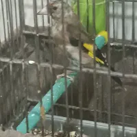 جوجه سهره درشت قواره دار