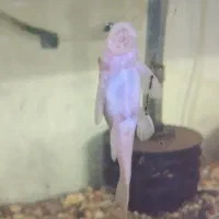 لجن خوار پوزه بوته ای