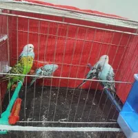 مرغ عشق با 3تا جوجه