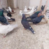 کفتر پرشی|پرنده|دهگلان, |دیوار