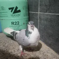 کبوترخوشرنگ سبز