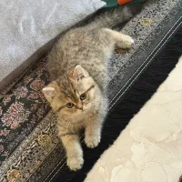 گربه بریتیش گلد ببری