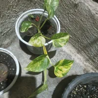 گلها بصورت تکی هم فروخته میشود|گل و گیاه طبیعی|خمام, |دیوار