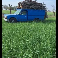 خرید چوب|خدمات باغبانی و درختکاری|آباده, |دیوار