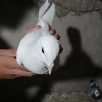 کبوتر|پرنده|سمیرم, |دیوار