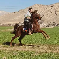 اسب نریان شجره دار