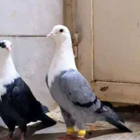 کلاغ کله سفید کربلایی
