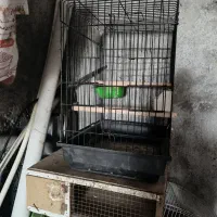 تعدادی مرغ با قفس|حیوانات مزرعه|دامن, |دیوار