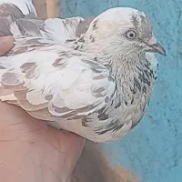 کبوترفروشی|پرنده|شهرضا, |دیوار