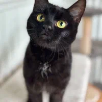 واگذاری گربه بلک