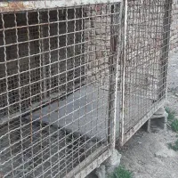 کفتر کبوتر|لوازم جانبی حیوانات|تهران, تهرانسر مرکزی|دیوار