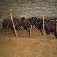 فروش‌‌20راس‌بره‌نر‌پای‌حدودا‌جفتی‌65