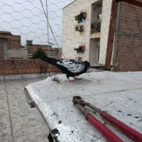 کبوتر رنگی|پرنده|گنبد کاووس, |دیوار