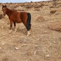 یک اسب به فروش میرسد