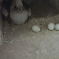 عروس هلندی دوکت البینو