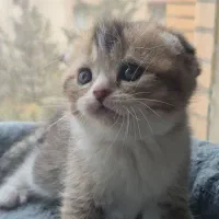 گربه اسکاتیش بریتیش|گربه|کرج, اتحاد|دیوار