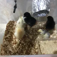 دستگاه جوجه کشی عالی|لوازم جانبی حیوانات|اراک, |دیوار