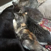 گربه بچه|گربه|گرگان, |دیوار