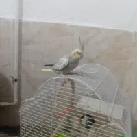 یک جفت عروس هلندی بازی گوش