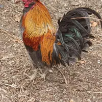 خروس چهل تاج طوسی طلایی