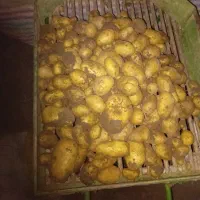 سیب زمینی لوکس ۲۵هزار