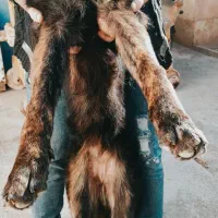 واگذاری رایگان