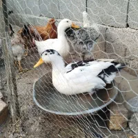 مرغابی و جوجه خروس محلی