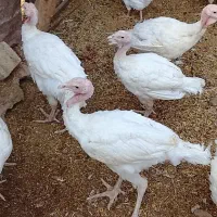 بوقلمون‌فروشی