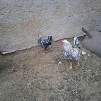 گلین درجه یک فروشی