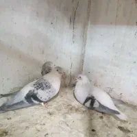 کفترا نرماده درخدمتیم
