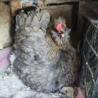 تخم نطفه دار گلین ریشی