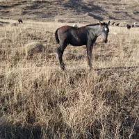 اسب مادیان همراه کره نر ۲ ماهه|اسب و تجهیزات اسب‌سواری|تبریز, |دیوار