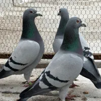 گروه عشق بازان|پرنده|اردبیل, |دیوار