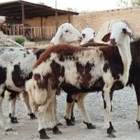 بره نرینه /بره کلات / گوسفند زنده