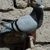 کبوتر پلاکی|پرنده|شادگان, |دیوار