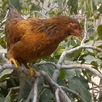 ۳ خروس دو مرغ