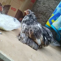 مرغ کوشین و و مرغ سیاه محلی پاپر