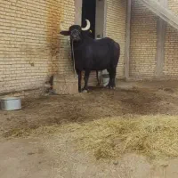 شوشتر شعیبیه