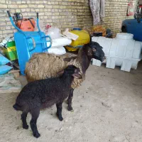 پنج رس میش بره جوان