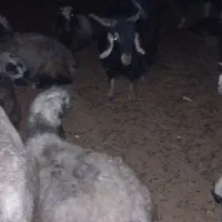 پازن چپش|حیوانات مزرعه|شیراز, بازار|دیوار