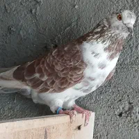 ماده